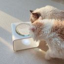 우리개 우리냥이 | 고양이 물그릇 수반, 우리 냥이에게 맞는 위치와 높이는?