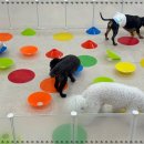 달리애견 이미지