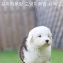 강아지분양 고양이분양 컴투펫 수원점 이미지