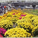 황룡강 꽃길 이미지