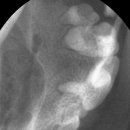 아이본 동물병원 이미지