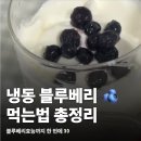 아이스삼촌 | 냉동블루베리 먹는법과 블루베리효능 물고기삼촌 1kg 후기