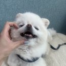 퍼피빌 이미지