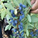 명관농장 이미지