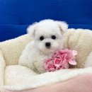 몽글몽글 이미지