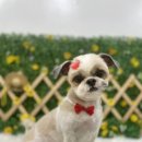 댕이발소 이미지