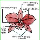 한국춘란 견문록(見聞錄/atlas)86/서양난과 동양난/01 서양난(난일용559) 이미지