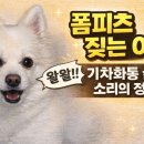 다온이 | 폼피츠 짖음이 있는 이유?｜다온이 현실 후기