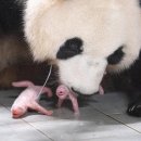 아이바오 쌍둥이 낳았소 ㅠㅠ 이미지