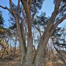 죽사2구마을회관 | 창녕 죽사리 반송(盤松)