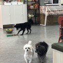 멍선생 애견카페 이미지