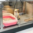 은하수 동물병원 이미지