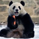 판다 이미지