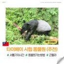 펀하모니카(6월) | 타이베이 동물원 곤돌라 가는법 셔틀기차 필수 준비물까지
