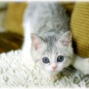 노블헤어칼라 - 광주시 | 노블헤어칼라