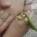 숲속곤충마을