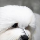 꼬똥몽드 이미지