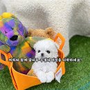 행복한가득한집