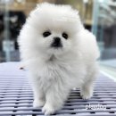 요크독애견샵 | 🐶 파주·일산 대형 애견샵 플레이독파주본점 방문 후기 | 일산애견분양 고민이라면