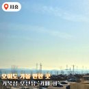 (주)시흥교통 | 시흥 오이도 가볼만한 곳 '카페 화' 오션뷰 애견동반 거북섬 카페 추천