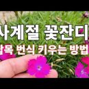 꽃잔디 패랭이꽃 키우기 씨앗파종 번식 모종심기 간격(슬픈꽃말) 이미지
