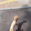 비비도리스 애견샵 이미지