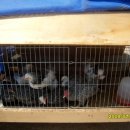 미니농장 이미지