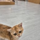 캣플헤븐 천안불당점 이미지