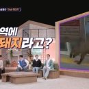 대치공존 이미지