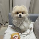 여주-0061 | 캔들라이트 브리저튼, 히츠마부시