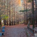 산림욕장 이미지