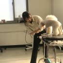 권동석애견미용학원