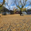 소담농장 | [경기 기평] 은행나무 명소 &lt;커피와과일농장&gt; 실시간 현황 올해는 엔딩