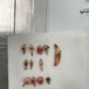 양주동물병원 | 강아지 스케일링, 치근단농양 치료 증상 및 비용, 양주 동물병원