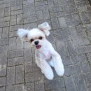 독한마캣 이미지