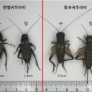 뚱보축산