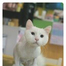 루이펫살롱 이미지