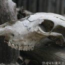 연세닥터홍치과교정과의원 네이버블로그