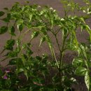 행복나무(Happy 이미지