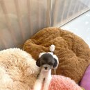 홍글몽글 이미지