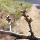 똘배농장 이미지