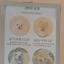 다시사랑받개 이미지