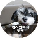 펫딩 이미지
