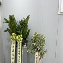 오토온광택 이미지