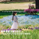바람결 작은집 | 충북 증평 가볼만한곳 보강천 미루나무숲 네모필라 예쁘네!