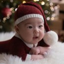 당당이 애견 이미지