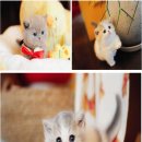 강남고양이분양 나비캣 | 강남고양이분양 나비캣 본점 다녀와서 지금도 고양이 생각 뿐임