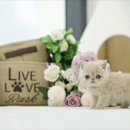 마주봄펫 이미지