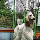 퍼피프린스 이미지