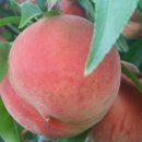 초아농원 이미지